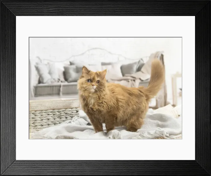 Framed Print : 13132012. British longhair cat indoors Date Framed Print : 13132012. British longhair cat indoors Date