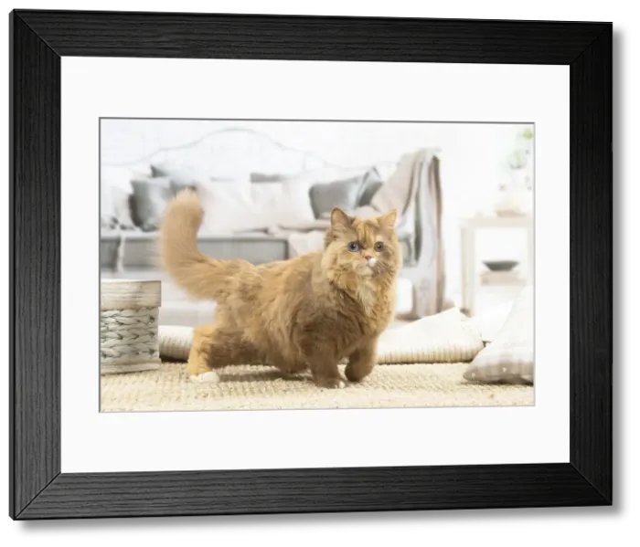 Framed Print : 13132014. British longhair cat indoors Date Framed Print : 13132014. British longhair cat indoors Date