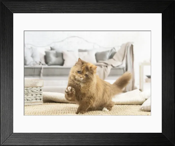 Framed Print : 13132016. British longhair cat indoors Date Framed Print : 13132016. British longhair cat indoors Date