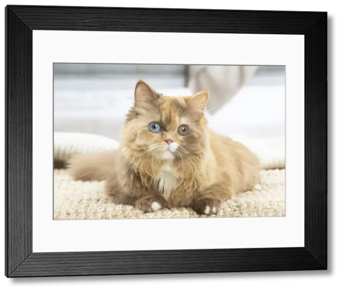 Framed Print : 13132017. British longhair cat indoors Date Framed Print : 13132017. British longhair cat indoors Date