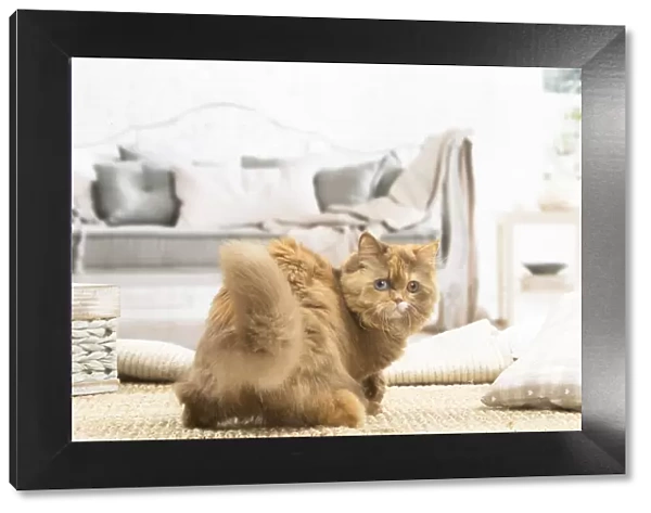 13132015. British longhair cat indoors Date