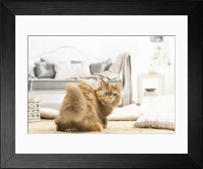 Framed Print : 13132015. British longhair cat indoors Date Framed Print : 13132015. British longhair cat indoors Date