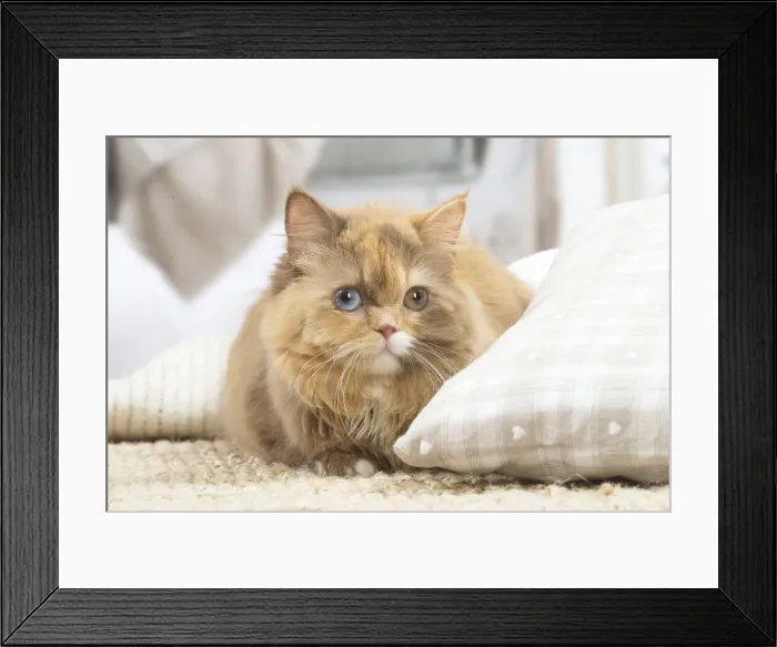Framed Print : 13132019. British longhair cat indoors Date Framed Print : 13132019. British longhair cat indoors Date