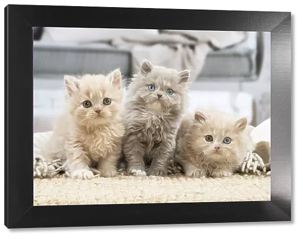 13132020. British longhair kittens indoors Date