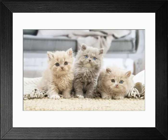 Framed Print : 13132020. British longhair kittens indoors Date Framed Print : 13132020. British longhair kittens indoors Date