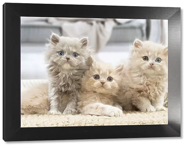 13132021. British longhair kittens indoors Date
