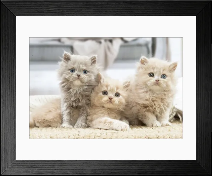 Framed Print : 13132021. British longhair kittens indoors Date Framed Print : 13132021. British longhair kittens indoors Date