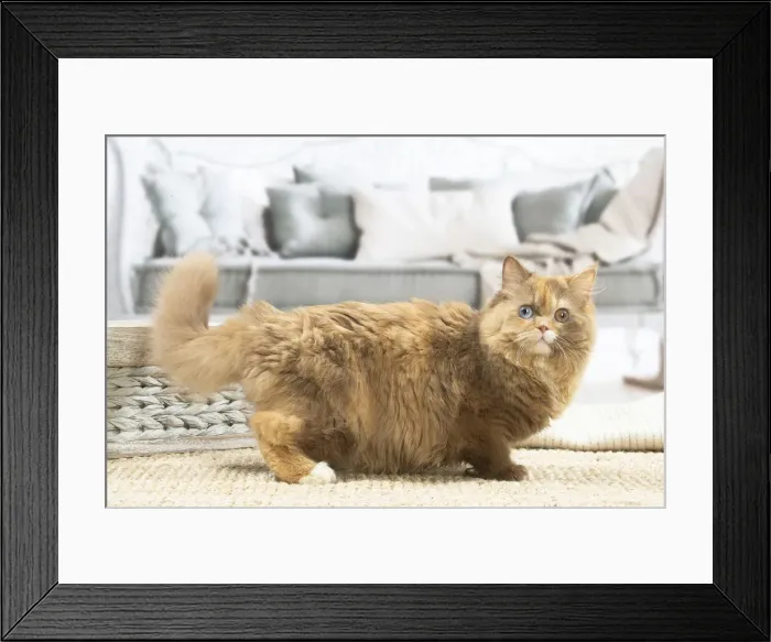 Framed Print : 13132018. British longhair cat indoors Date Framed Print : 13132018. British longhair cat indoors Date