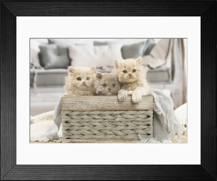 Framed Print : 13132023. British longhair kittens indoors Date Framed Print : 13132023. British longhair kittens indoors Date