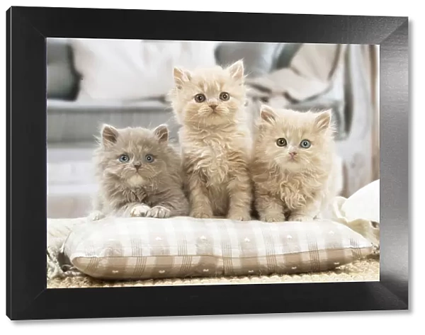 13132022. British longhair kittens indoors Date