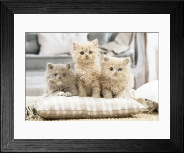 Framed Print : 13132022. British longhair kittens indoors Date Framed Print : 13132022. British longhair kittens indoors Date