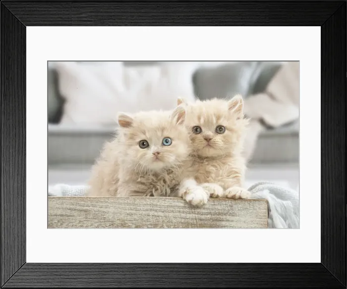 Framed Print : 13132025. British longhair kittens indoors Date Framed Print : 13132025. British longhair kittens indoors Date