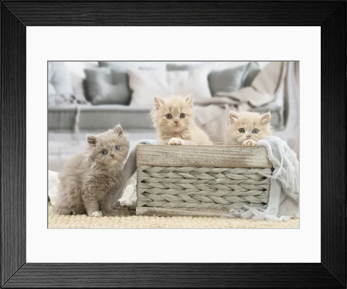 Framed Print : 13132026. British longhair kittens indoors Date Framed Print : 13132026. British longhair kittens indoors Date