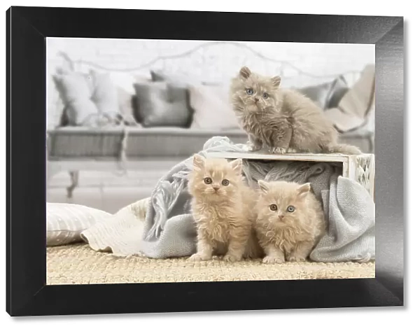 13132027. British longhair kittens indoors Date
