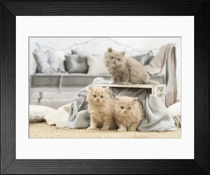 Framed Print : 13132027. British longhair kittens indoors Date Framed Print : 13132027. British longhair kittens indoors Date