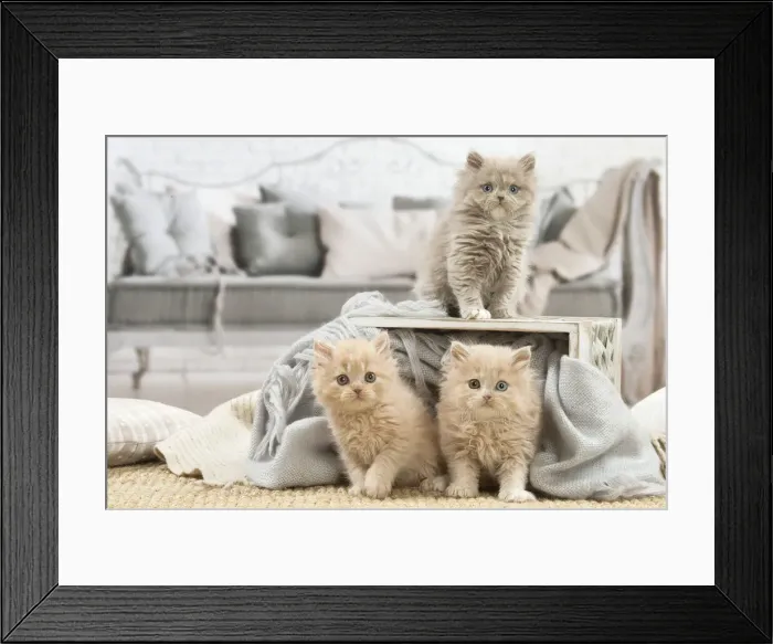 Framed Print : 13132028. British longhair kittens indoors Date Framed Print : 13132028. British longhair kittens indoors Date