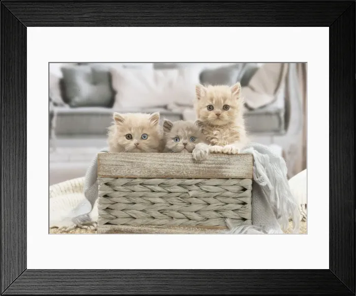 Framed Print : 13132024. British longhair kittens indoors Date Framed Print : 13132024. British longhair kittens indoors Date