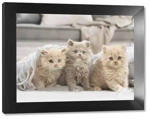 13132029. British longhair kittens indoors Date