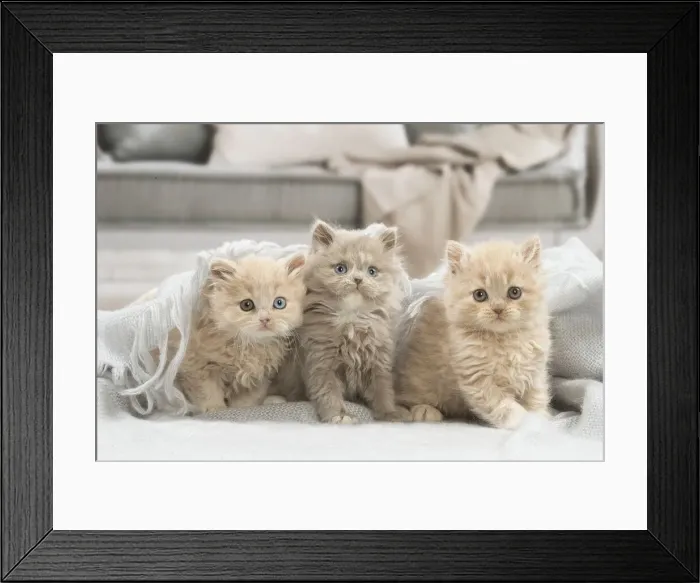 Framed Print : 13132029. British longhair kittens indoors Date Framed Print : 13132029. British longhair kittens indoors Date