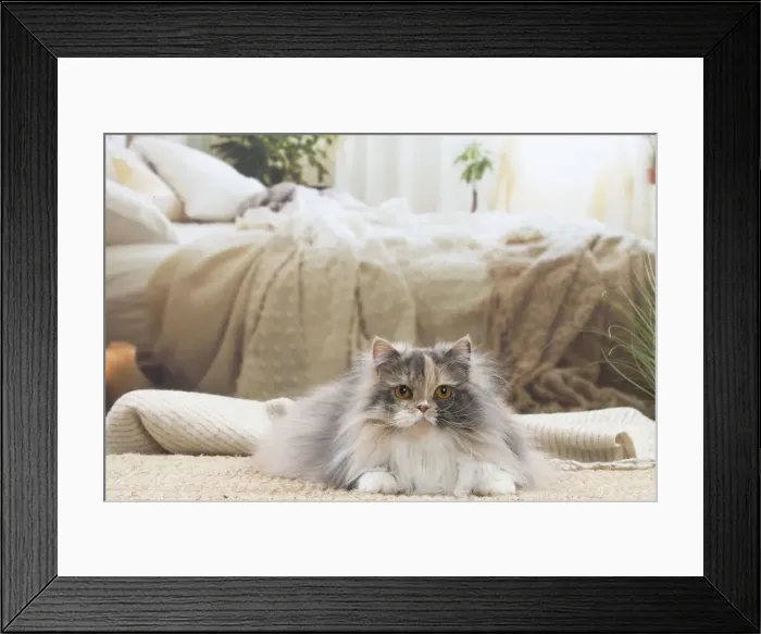Framed Print : 13132031. British longhair cat indoors Date Framed Print : 13132031. British longhair cat indoors Date