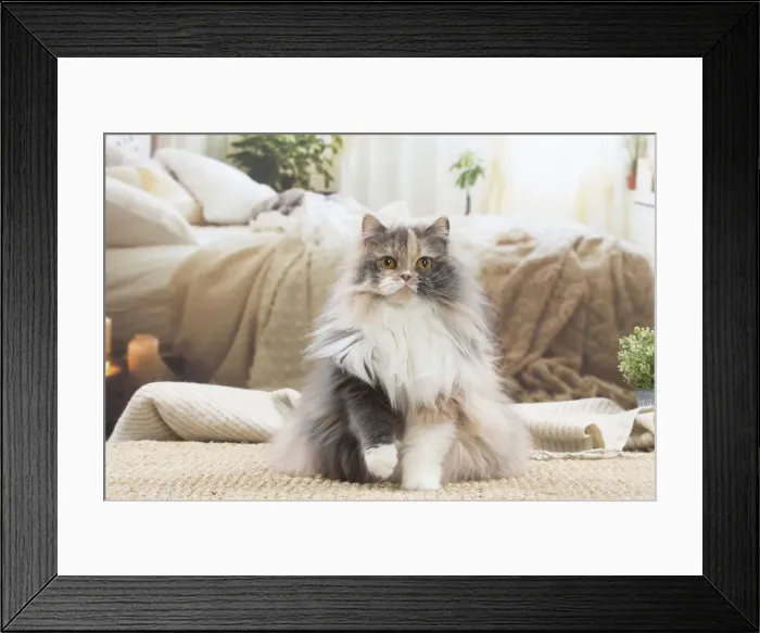 Framed Print : 13132032. British longhair cat indoors Date Framed Print : 13132032. British longhair cat indoors Date