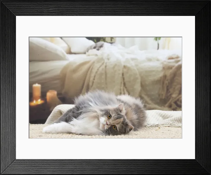Framed Print : 13132033. British longhair cat indoors Date Framed Print : 13132033. British longhair cat indoors Date