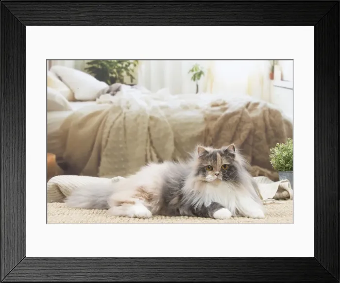 Framed Print : 13132034. British longhair cat indoors Date Framed Print : 13132034. British longhair cat indoors Date