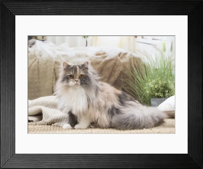 Framed Print : 13132030. British longhair cat indoors Date Framed Print : 13132030. British longhair cat indoors Date