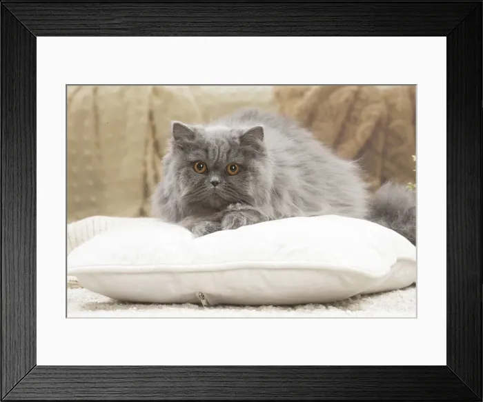 Framed Print : 13132036. British longhair cat indoors Date Framed Print : 13132036. British longhair cat indoors Date