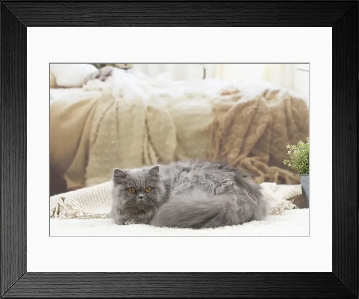 Framed Print : 13132035. British longhair cat indoors Date Framed Print : 13132035. British longhair cat indoors Date