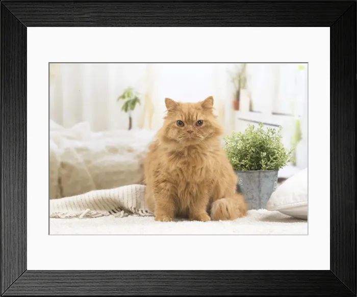 Framed Print : 13132037. British longhair cat indoors Date Framed Print : 13132037. British longhair cat indoors Date