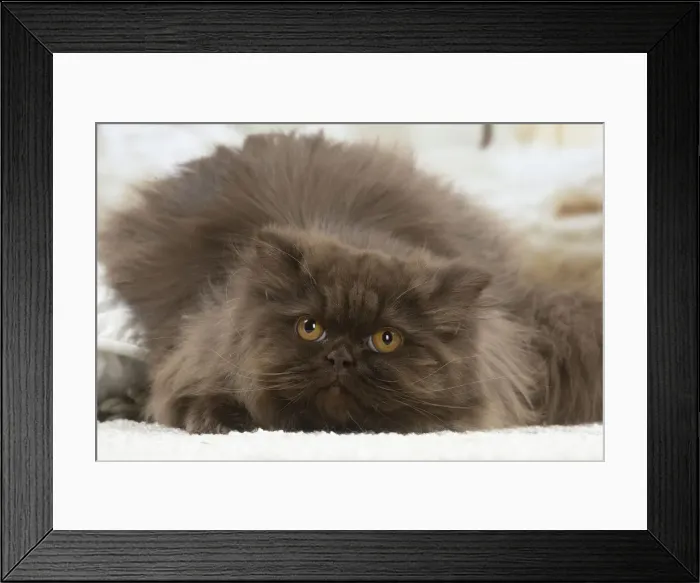 Framed Print : 13132039. British longhair cat indoors Date Framed Print : 13132039. British longhair cat indoors Date