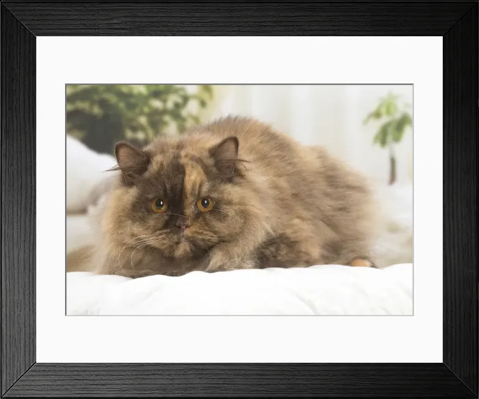 Framed Print : 13132040. British longhair cat indoors Date Framed Print : 13132040. British longhair cat indoors Date