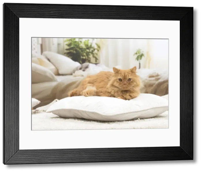 Framed Print : 13132038. British longhair cat indoors Date Framed Print : 13132038. British longhair cat indoors Date