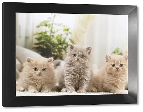 13132042. British longhair kittens indoors Date