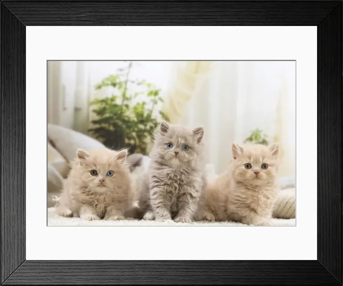 Framed Print : 13132042. British longhair kittens indoors Date Framed Print : 13132042. British longhair kittens indoors Date
