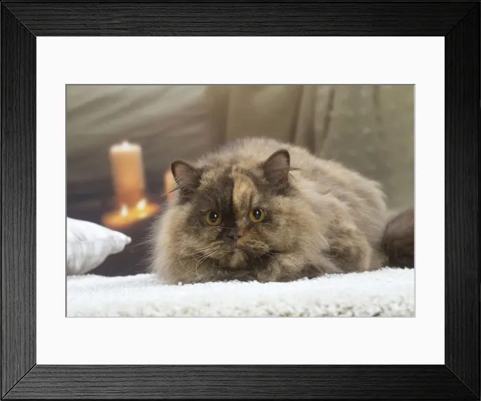 Framed Print : 13132041. British longhair cat indoors Date Framed Print : 13132041. British longhair cat indoors Date