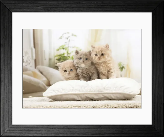 Framed Print : 13132044. British longhair kittens indoors Date Framed Print : 13132044. British longhair kittens indoors Date