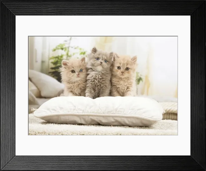 Framed Print : 13132045. British longhair kittens indoors Date