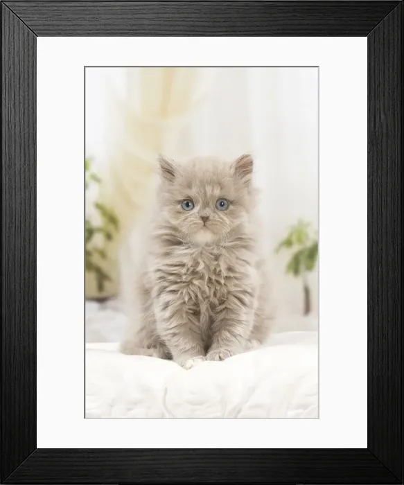 Framed Print : 13132046. British longhair kitten indoors Date Framed Print : 13132046. British longhair kitten indoors Date