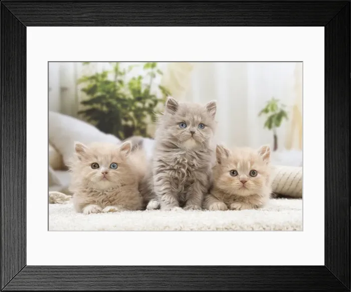 Framed Print : 13132043. British longhair kittens indoors Date