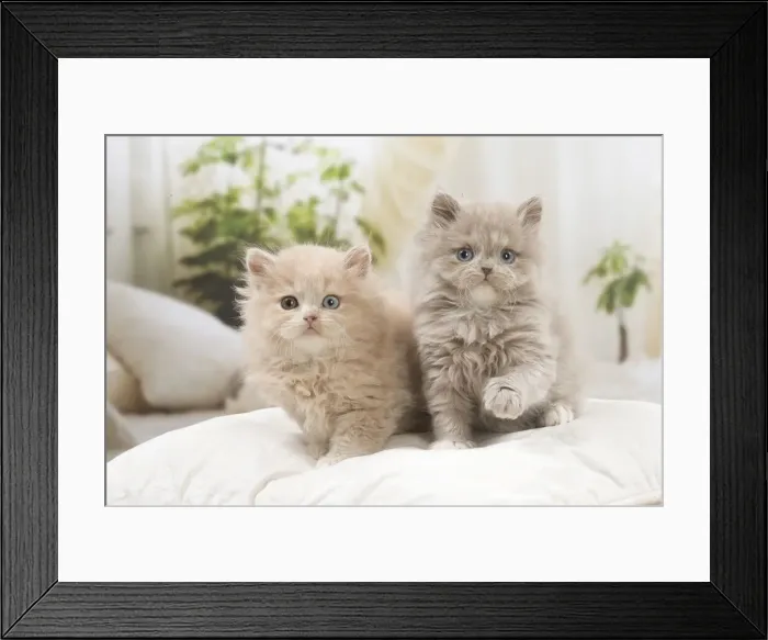 Framed Print : 13132048. British longhair kittens indoors Date Framed Print : 13132048. British longhair kittens indoors Date