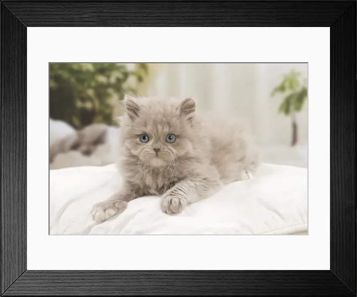 Framed Print : 13132047. British longhair kitten indoors Date Framed Print : 13132047. British longhair kitten indoors Date