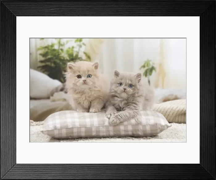 Framed Print : 13132049. British longhair kittens indoors Date Framed Print : 13132049. British longhair kittens indoors Date