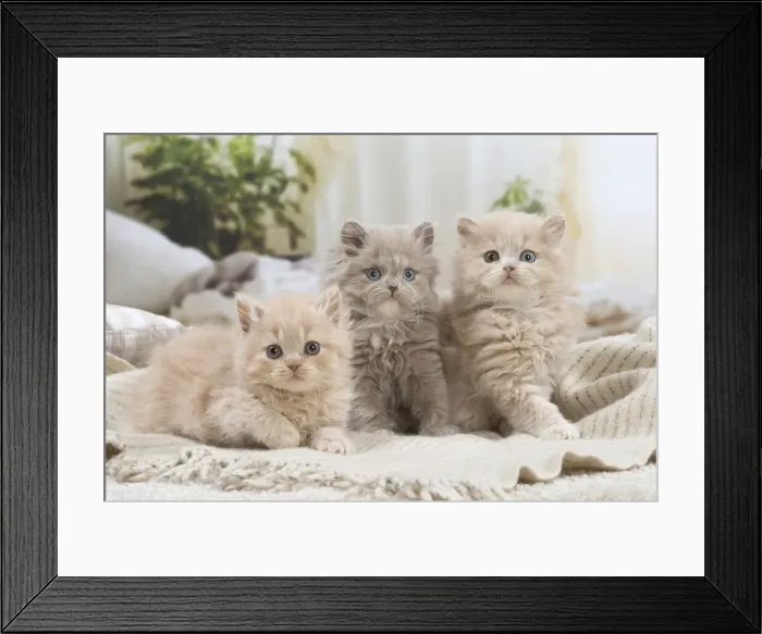 Framed Print : 13132051. British longhair kittens indoors Date Framed Print : 13132051. British longhair kittens indoors Date