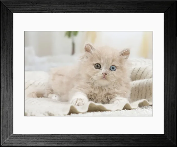 Framed Print : 13132052. British longhair kitten indoors Date Framed Print : 13132052. British longhair kitten indoors Date