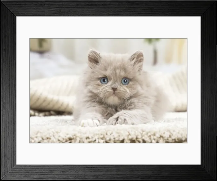 Framed Print : 13132053. British longhair kitten indoors Date Framed Print : 13132053. British longhair kitten indoors Date