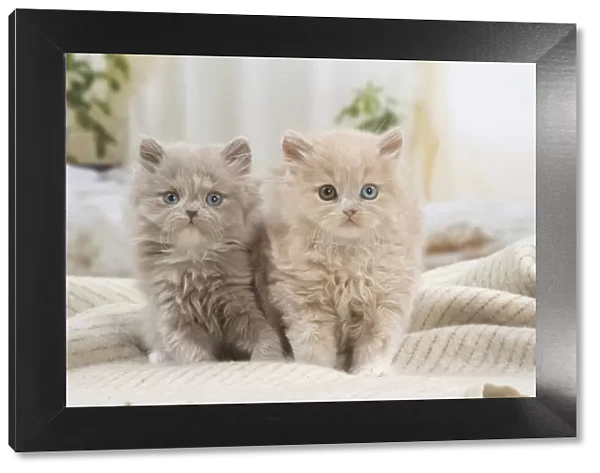13132050. British longhair kittens indoors Date