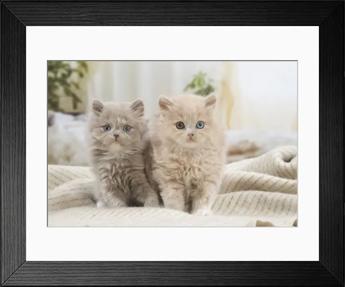 Framed Print : 13132050. British longhair kittens indoors Date Framed Print : 13132050. British longhair kittens indoors Date