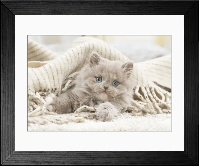 Framed Print : 13132054. British longhair kitten indoors Date Framed Print : 13132054. British longhair kitten indoors Date